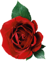 گل رز قرمز - خرید پستی مجموعه بی نظیر بیش از 8000 فایل لایه باز با موضوعات مختلف - پایگاه اینترنتی دی ال سل
